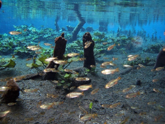 Jardines de La Media Luna, S.L.P.